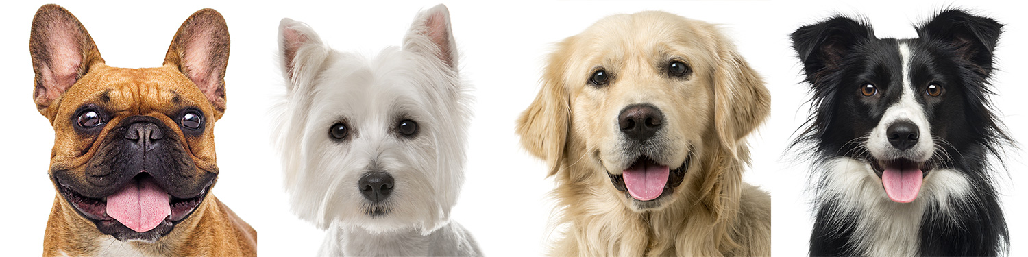 Four dogs