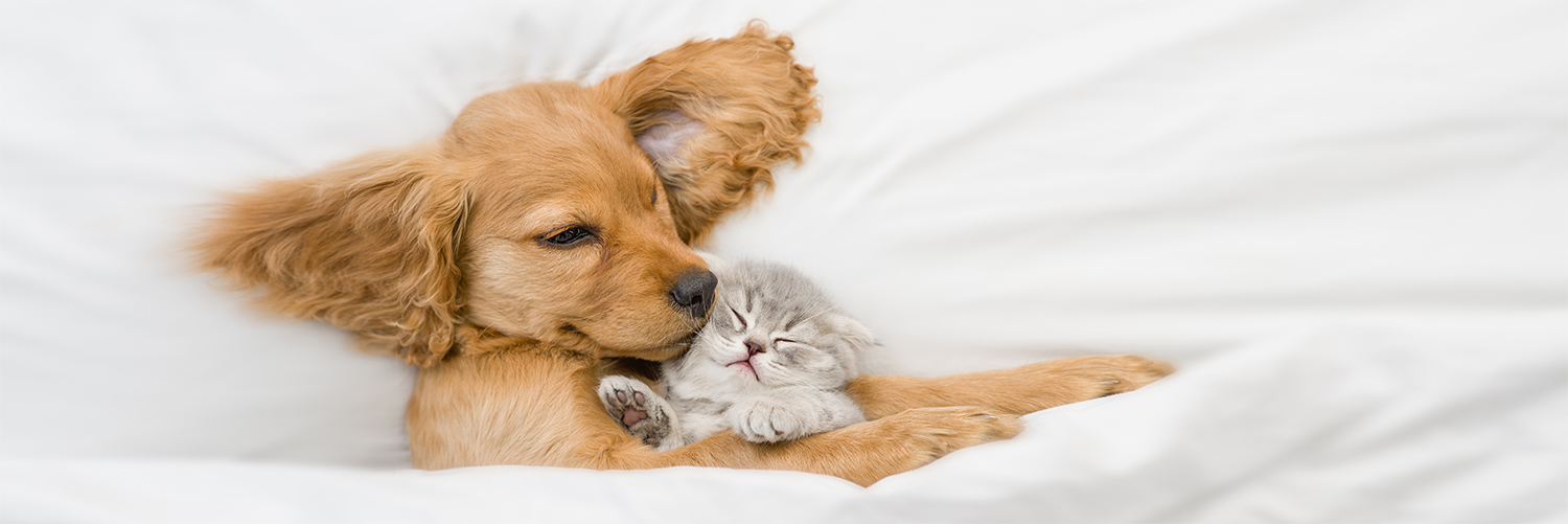 A puppy and kitten cuddling